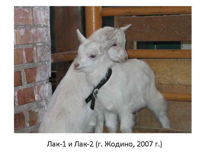 Лак-1 и Лак-2 (г. Жодино, 2007 г. ) 