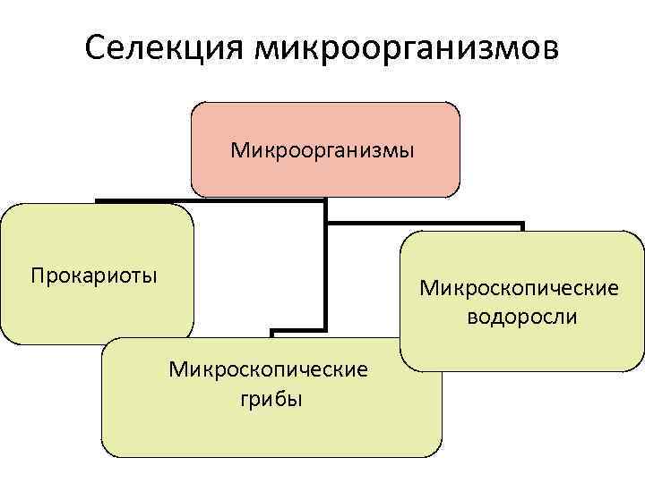 Селекция микроорганизмов Микроорганизмы Прокариоты Микроскопические водоросли Микроскопические грибы 