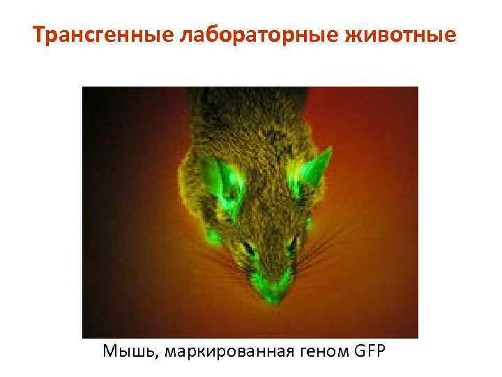 Трансгенные лабораторные животные Мышь, маркированная геном GFP 
