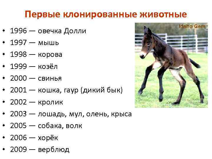 Первые клонированные животные • • • 1996 — овечка Долли 1997 — мышь 1998