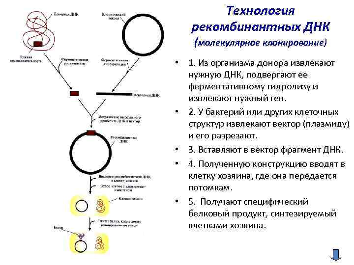 Фрагмент конца гена