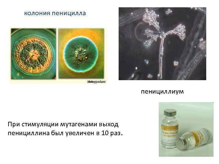 колония пеницилла пенициллиум При стимуляции мутагенами выход пенициллина был увеличен в 10 раз. 