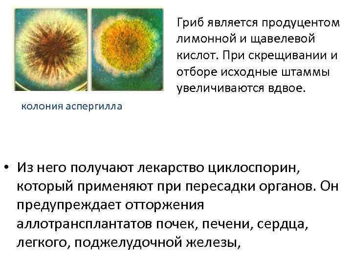 Гриб является продуцентом лимонной и щавелевой кислот. При скрещивании и отборе исходные штаммы увеличиваются