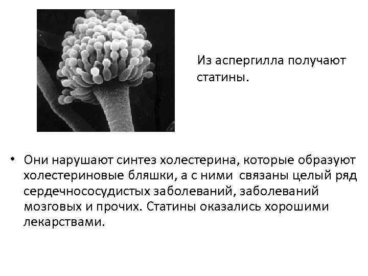 Из аспергилла получают статины. • Они нарушают синтез холестерина, которые образуют холестериновые бляшки, а