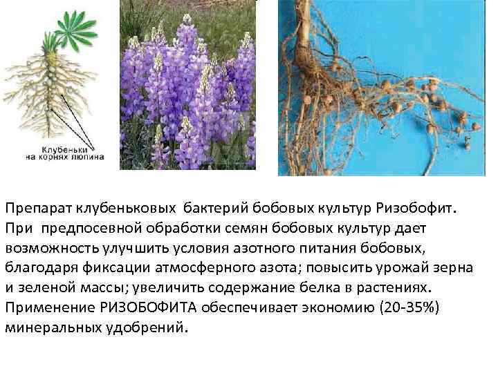 Препарат клубеньковых бактерий бобовых культур Ризобофит. При предпосевной обработки семян бобовых культур дает возможность