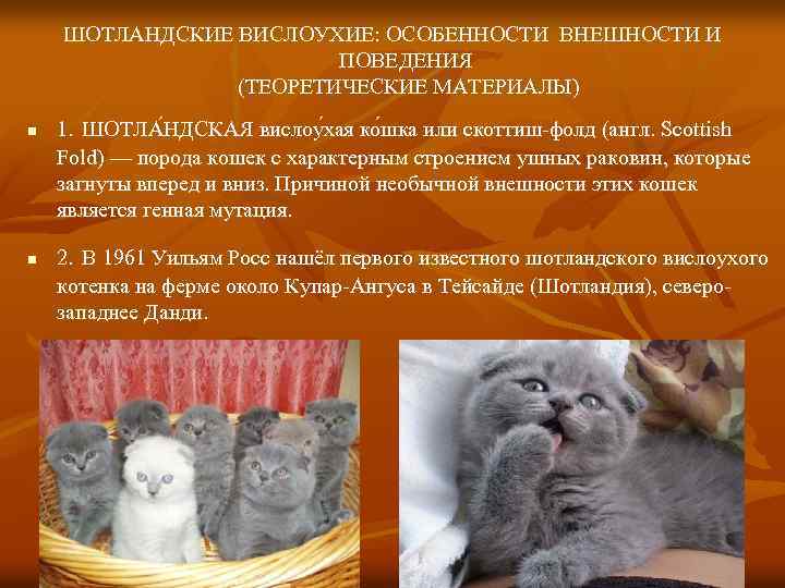 ШОТЛАНДСКИЕ ВИСЛОУХИЕ: ОСОБЕННОСТИ ВНЕШНОСТИ И ПОВЕДЕНИЯ (ТЕОРЕТИЧЕСКИЕ МАТЕРИАЛЫ) n n 1. ШОТЛА НДСКАЯ вислоу