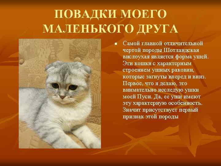 ПОВАДКИ МОЕГО МАЛЕНЬКОГО ДРУГА n Самой главной отличительной чертой породы Шотландская вислоухая является форма