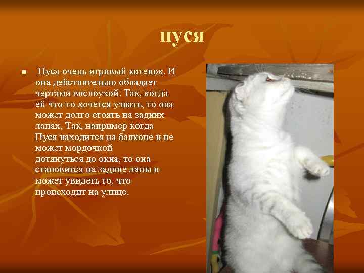 пуся n Пуся очень игривый котенок. И она действительно обладает чертами вислоухой. Так, когда