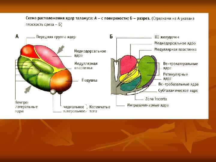 Схема ядер таламуса