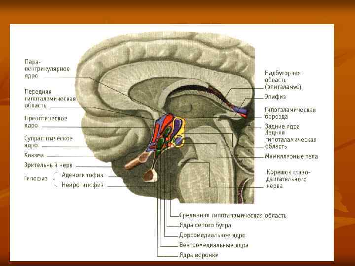 Промежуточный мозг образования. Таламус гипоталамус эпиталамус метаталамус. Таламус мрт анатомия. Таламус на кт анатомия. Промежуточный мозг таламус гипоталамус эпиталамус метаталамус.