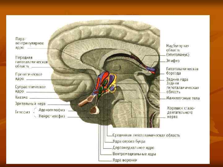 Промежуточный мозг фото