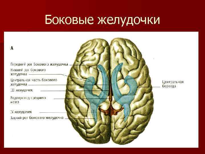 Стенка желудочка. Отделы боковых желудочков конечного мозга. Боковые желудочки конечного мозга. Конечный мозг боковые желудочки строение. Желудочки конечного мозга анатомия.