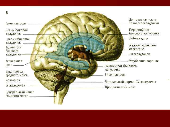 4 желудочек рисунок. Латеральный карман четвертого желудочка. Полость 4 желудочка латынь. 4 Желудочек головного мозга строение.