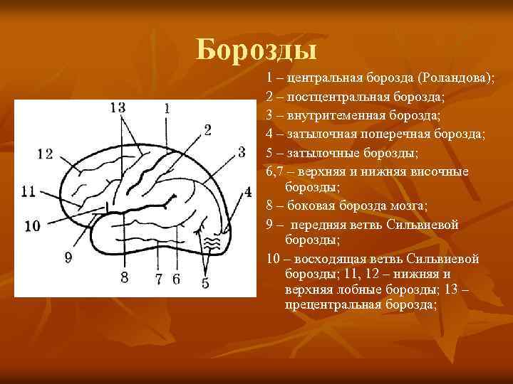 Борозды головного мозга схема