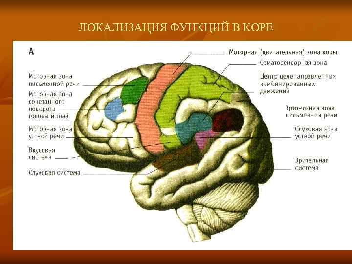 ЛОКАЛИЗАЦИЯ ФУНКЦИЙ В КОРЕ 