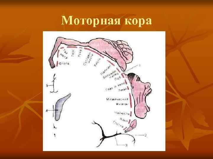 Моторная кора 