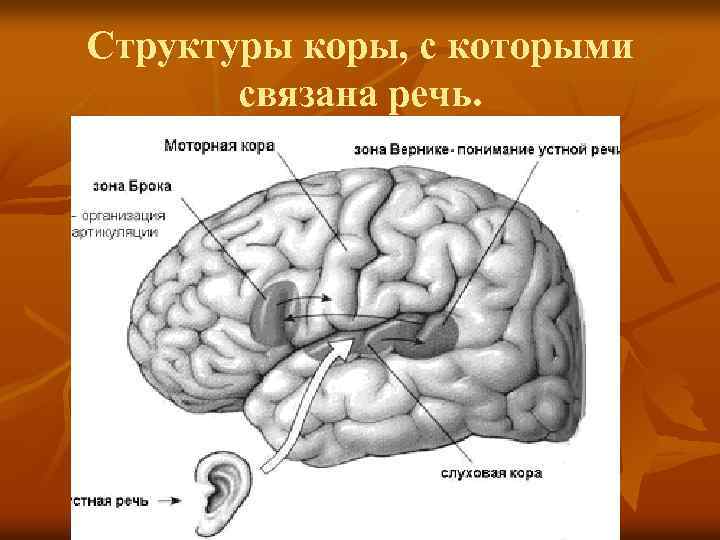 Структура коры