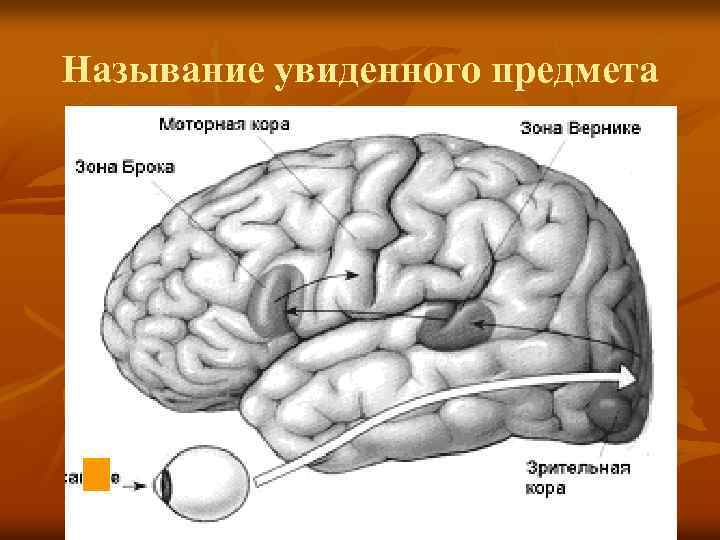 Называние увиденного предмета 