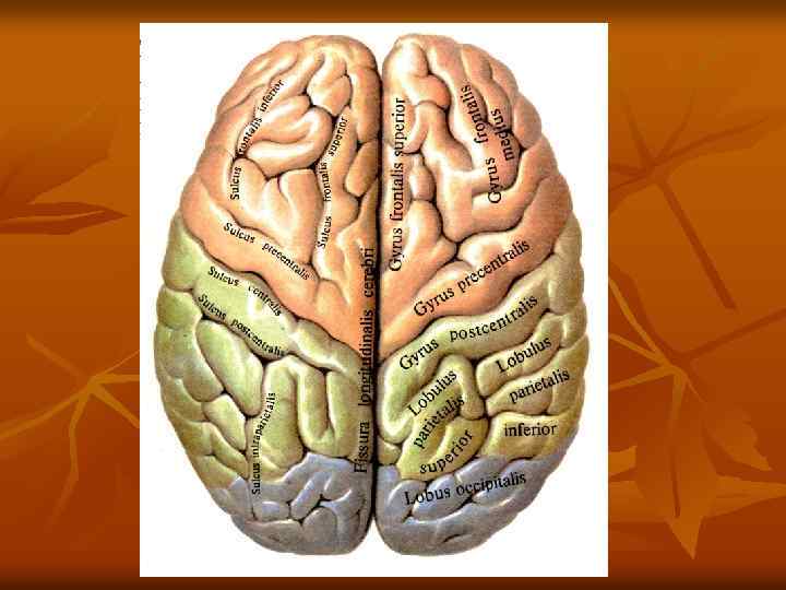 Полушария соединяет между собой. Левое полушарие большого мозга.