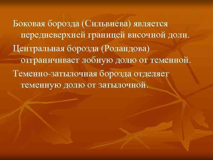 Боковая борозда (Сильвиева) является передневерхней границей височной доли. Центральная борозда (Роландова) отграничивает лобную долю