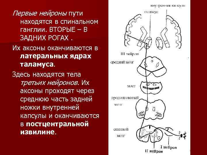 Первые нейроны пути находятся в спинальном ганглии. ВТОРЫЕ – В ЗАДНИХ РОГАХ. Их аксоны