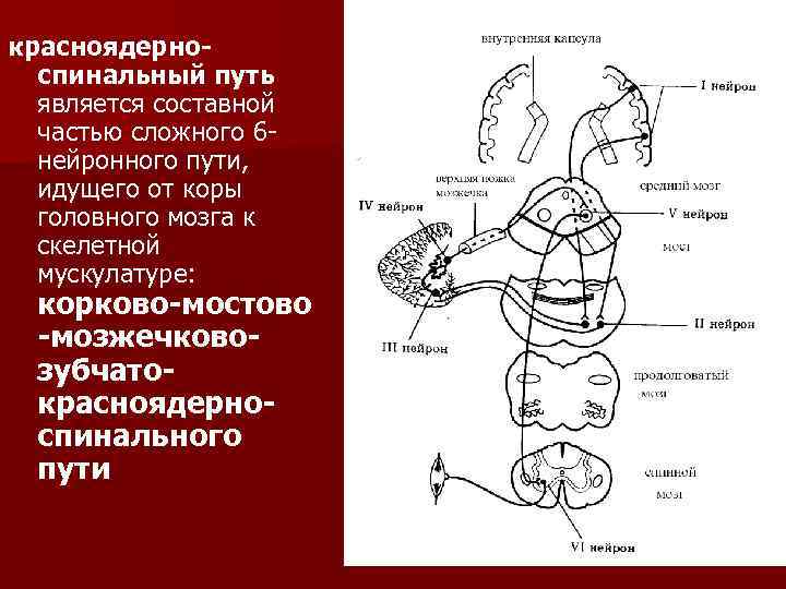 Экстрапирамидная система схема пути