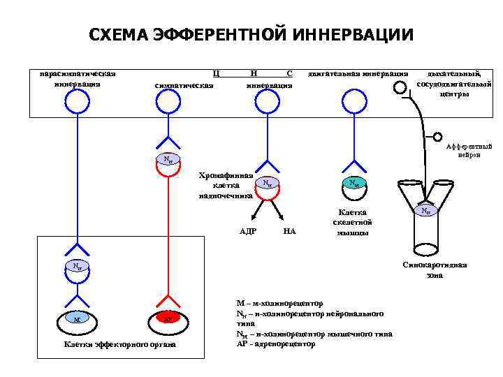 СХЕМА ЭФФЕРЕНТНОЙ ИННЕРВАЦИИ парасимпатическая иннервация Ц симпатическая Н С иннервация двигательная иннервация дыхательный, сосудодвигательый