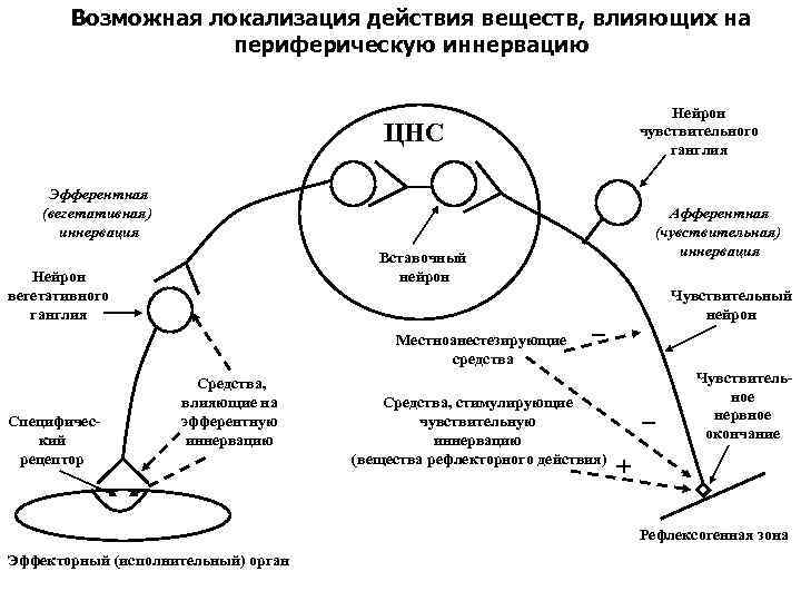 Средства влияющие на афферентную иннервацию фармакология презентация