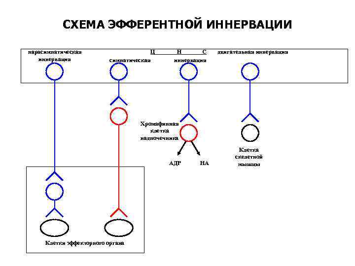 СХЕМА ЭФФЕРЕНТНОЙ ИННЕРВАЦИИ парасимпатическая иннервация Ц симпатическая Н С иннервация двигательная иннервация Хромафинная клетка