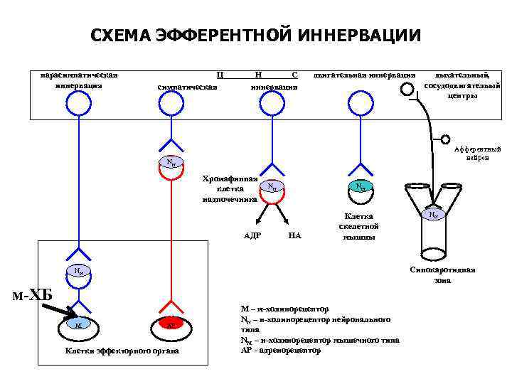 Схема эфферентной иннервации