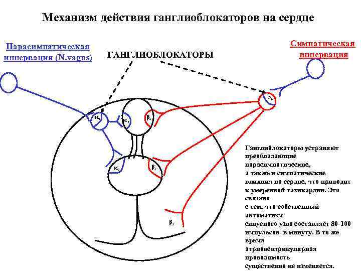 Используя рисунок объясните действие холиноблокаторов на глаз и механизм сопутствующих эффектов