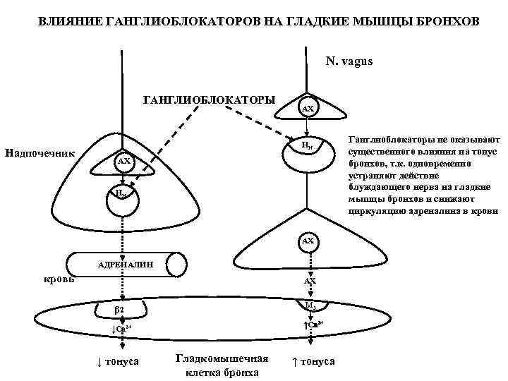 ВЛИЯНИЕ ГАНГЛИОБЛОКАТОРОВ НА ГЛАДКИЕ МЫШЦЫ БРОНХОВ N. vagus ГАНГЛИОБЛОКАТОРЫ Надпочечник АХ НN АХ АДРЕНАЛИН