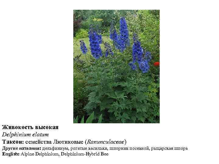 Живокость высокая Delphinium elatum Таксон: семейства Лютиковые (Ranunculaceae) Другие названия: дельфиниум, рогатые васильки, шпорник