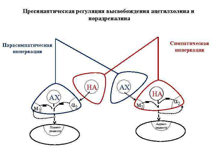 На фоне прозерина действие ацетилхолина