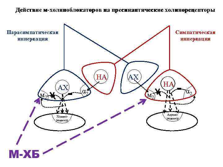 Используя рисунок объясните действие холиноблокаторов на глаз и механизм сопутствующих эффектов