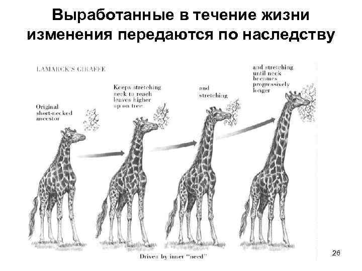 Выработанные в течение жизни изменения передаются по наследству 26 