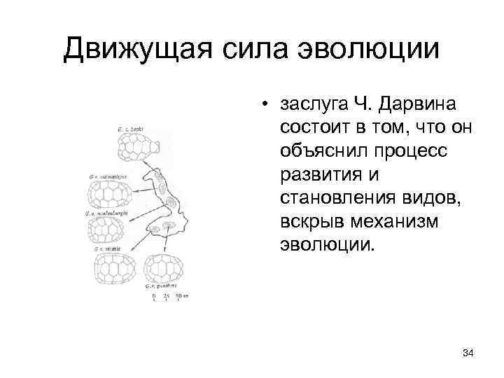 Движущая сила эволюции • заслуга Ч. Дарвина состоит в том, что он объяснил процесс