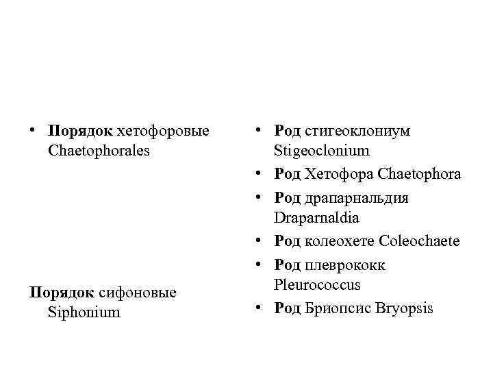  • Порядок хетофоровые Chaetophorales Порядок сифоновые Siphonium • Род стигеоклониум Stigeoclonium • Род