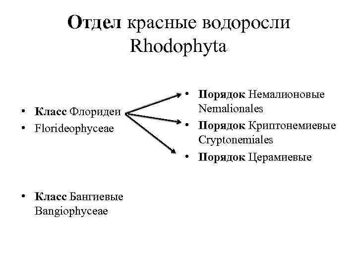 Отдел красные водоросли Rhodophyta • Класс Флоридеи • Florideophyceae • Класс Бангиевые Bangiophyceae •