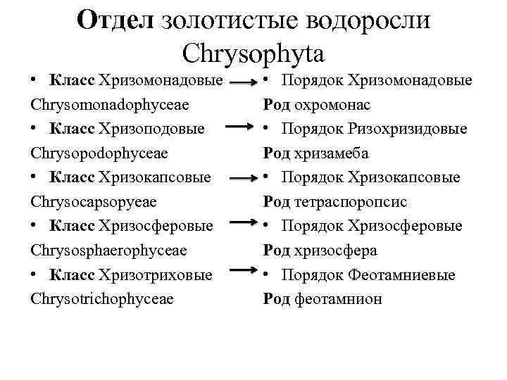 Отдел золотистые водоросли Сhrysophyta • Класс Хризомонадовые Сhrysomonadophyceae • Класс Хризоподовые Сhrysopodophyceae • Класс