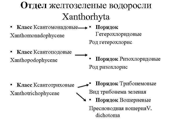 Отдел желтозеленые водоросли Xanthorhyta • Класс Ксантомонадовые Xanthomonadophyceae • Класс Ксантоподовые Xanthopodophyceae • Класс