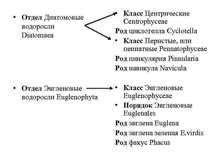  • Отдел Диатомовые водоросли Diatomaea • Отдел Эвгленовые водоросли Euglenophyta • Класс Центрические