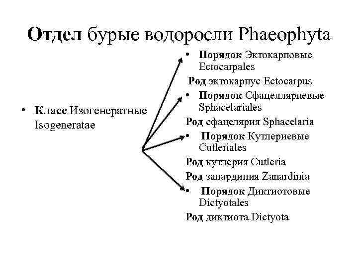 Отдел бурые водоросли Phaeophyta • Класс Изогенератные Isogeneratae • Порядок Эктокарповые Ectocarpales Род эктокарпус