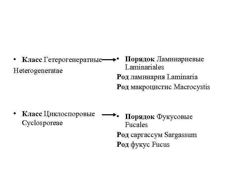  • Класс Гетерогенератные Heterogeneratae • Порядок Ламинариевые Laminariales Род ламинария Laminaria Род макроцистис