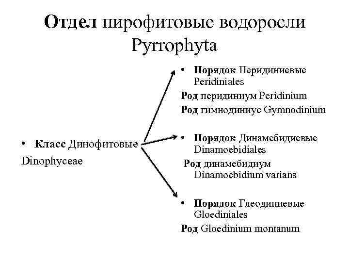 Отдел пирофитовые водоросли Pyrrophyta • Порядок Перидиниевые Peridiniales Род перидиниум Peridinium Род гимнодиниус Gymnodinium