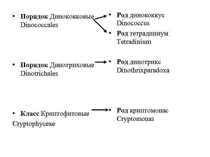  • Порядок Динококковые Dinococcales • Род динококкус Dinococcus • Род тетрадиниум Tetradinium •