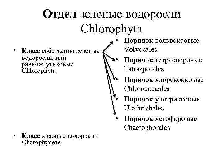 Отдел зеленые водоросли Chlorophyta • Класс собственно зеленые водоросли, или равножгутиковые Chlorophyta • Класс