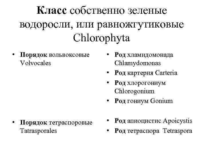 Класс собственно зеленые водоросли, или равножгутиковые Chlorophyta • Порядок вольвоксовые Volvocales • Род хламидомонада