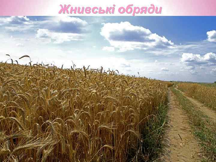 Жнивські обряди 