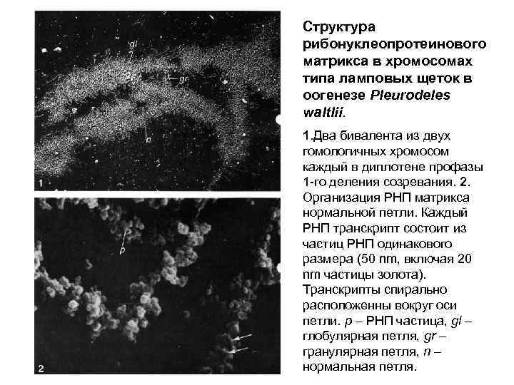 Структура рибонуклеопротеинового матрикса в хромосомах типа ламповых щеток в оогенезе Pleurodeles waltlii. 1. Два